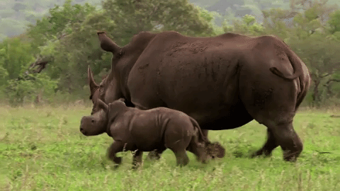 symphony for our world GIF by Nat Geo Wild 