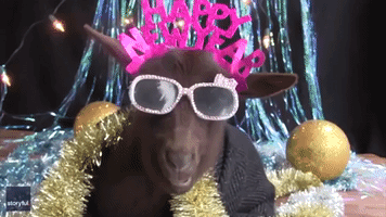 That Wasn’t So Baaaad: Goats Get Ready to Ring in the New Year