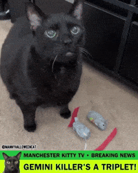 mannycat dexter black cat gemini killer dexter resurrection GIF