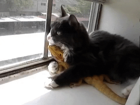 cat dragon GIF