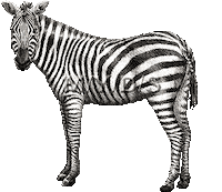 Zebra Sticker