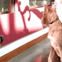 Cat Running GIF by Cincinnati Zoo