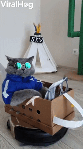 Stylish Cat Rides On Vacuum Helicopter GIF by ViralHog