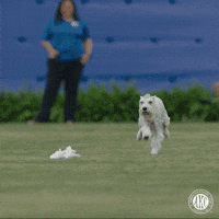 Dog Running GIF by American Kennel Club