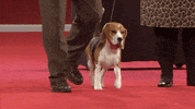 Happy Dogs GIF by American Kennel Club