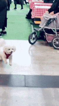 Boggl dog running run puppy GIF