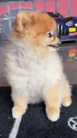 Amg Gt Pomeranian GIF