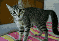 fie GIF