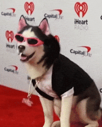 Pet Happy Dog GIF by SWAGGY WOLFDOG