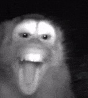 Laugh Monkey GIF