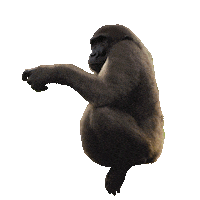 david attenborough fun Sticker by Our Planet