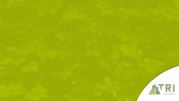 Boom Plant GIF by TRI Groei in Groen
