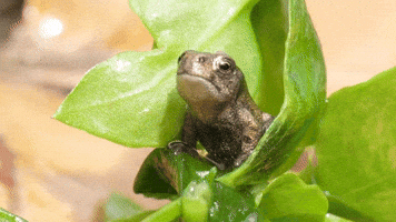 Poop Frog