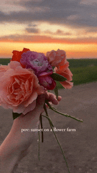 alisgarden flowers pretty sunset GIF