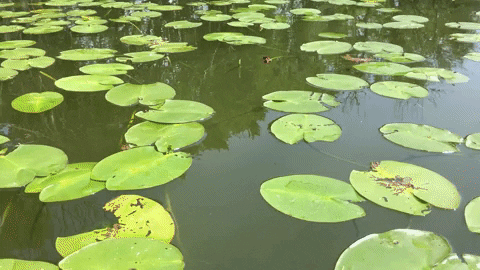 nbbauch giphygifmaker GIF