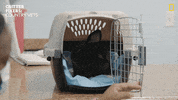 National Geographic Hello GIF by Nat Geo Wild