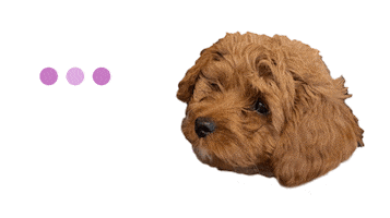Dog Talking Sticker by theinstagramexpert