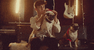 Dog Christmas GIF by Johnny Orlando