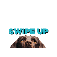 Swipe Up Chocolate Lab Sticker by Freedom Service Dogs of America