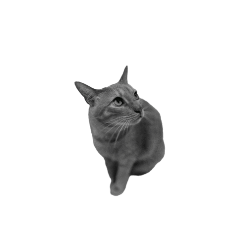 OatsDigital giphygifmaker Sticker