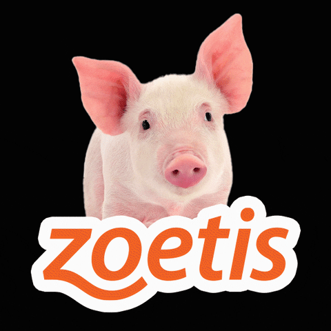 Zoetis giphyupload pets zoetis simparic GIF