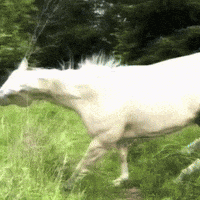 Free Spirit Horse GIF by Respective