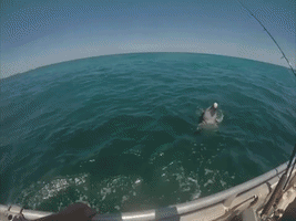 Nosy Dolphin Delights Boating Party at Lancelin