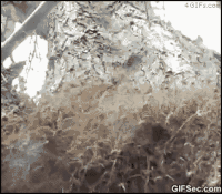 spiders GIF
