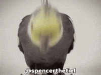 Instagram Bird GIF