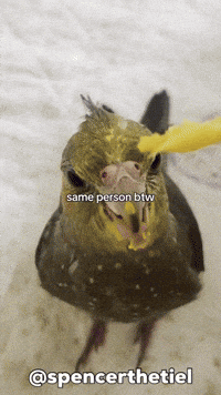 Bird Pet GIF