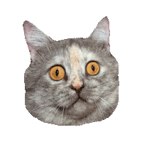 confused cat STICKER by imoji