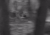 classic film dog GIF by Warner Archive