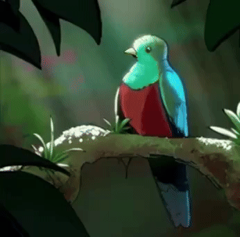 sarahmarshyart bird quetzal marshyart plein airpril GIF