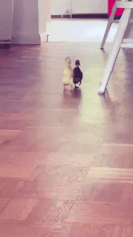 Duck Zusammen GIF