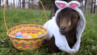 Happy Easter From A Goat