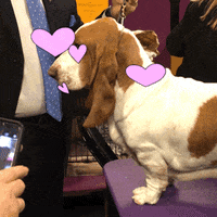 basset hound dogs GIF by Westminster Kennel Club