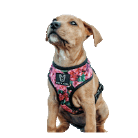 Cane Corso Puppy Sticker by Fibi & Karl