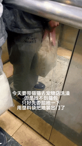 cuteanimalland giphyupload GIF