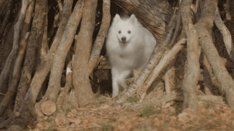 Love Dogs Happy Dog GIF by puppytales