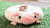 Cat Kitty GIF