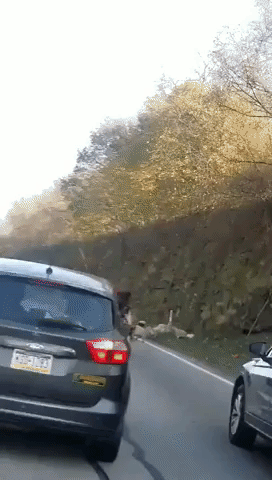 Goats Block Traffic on Pennsylvania's Route 30