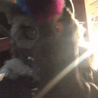 Zesty GIF