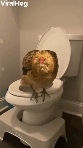 Pet Chicken Uses The Toilet GIF by ViralHog