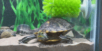 Pond Slider Dance GIF