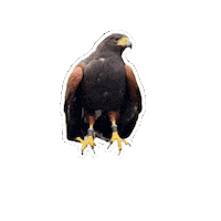 Teammdx Sticker by Middlesex University London