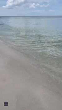 Florida Beachgoer Encounters Shark Swimming in Shallows