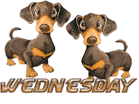 Sticker gif. Two brown and orange dachshunds stare at us and wag their tails eagerly. Text in the same colorway as the dogs reads, 'Wednesday.'