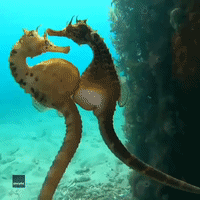 Mating Seahorses Dazzle Freediver Near Melbourne