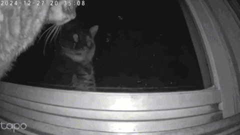 gbrrrl omg glitch trippy cats GIF