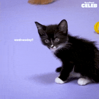 Cat Netflix GIF by BuzzFeed